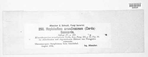 Utrechtiana arundinacea image